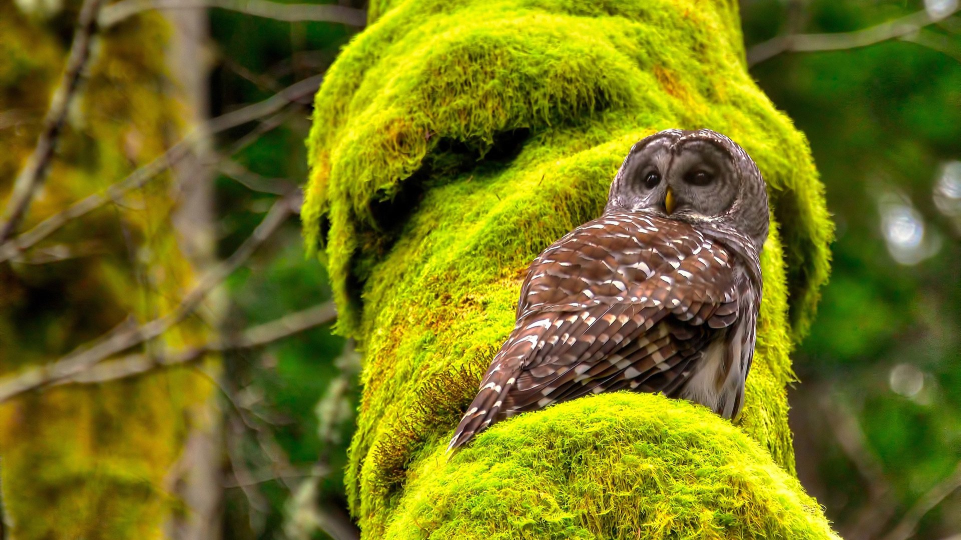 当我们紧盯英超争冠时，土耳其悄悄打完一场硬仗